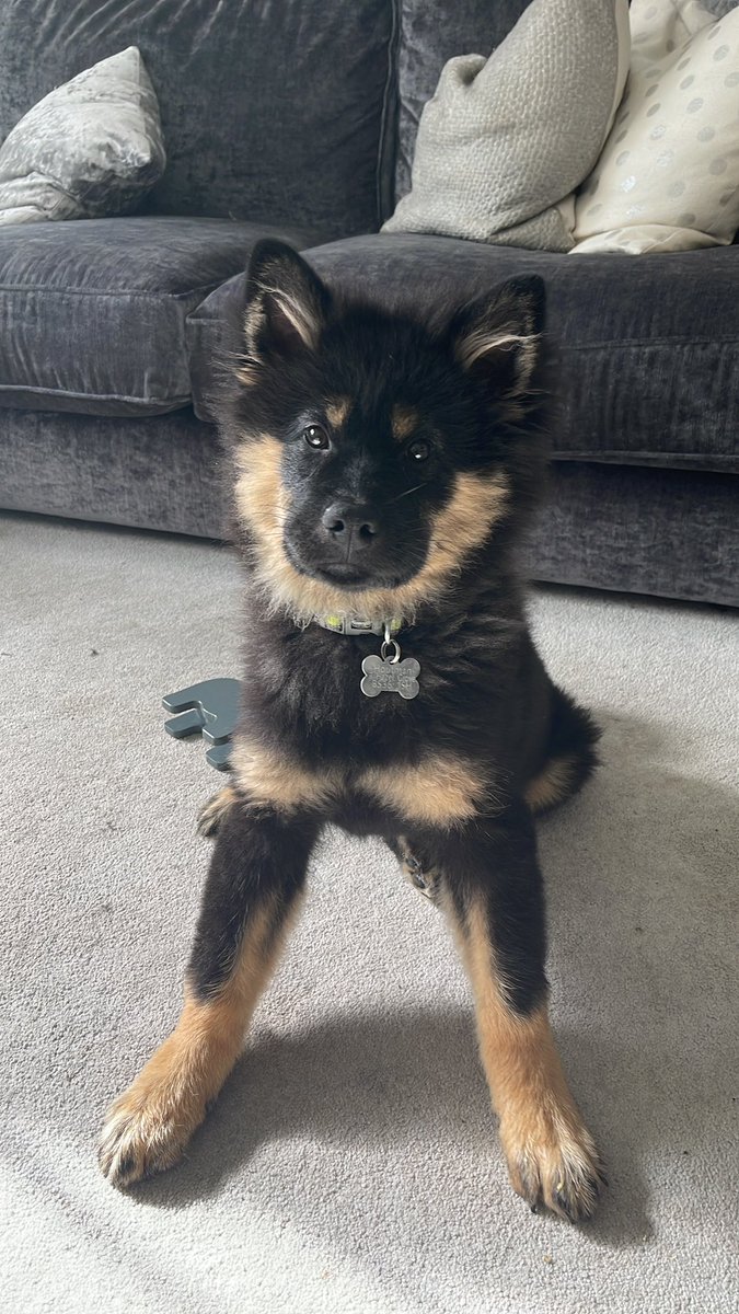 Steph_Houtman's tweet image. Anyone casting a 5 month old Eurasier puppy, look no further. 🐕 He’s great at taking direction, and wees outside 👍🏽

#eurasier #dogcasting #headshot