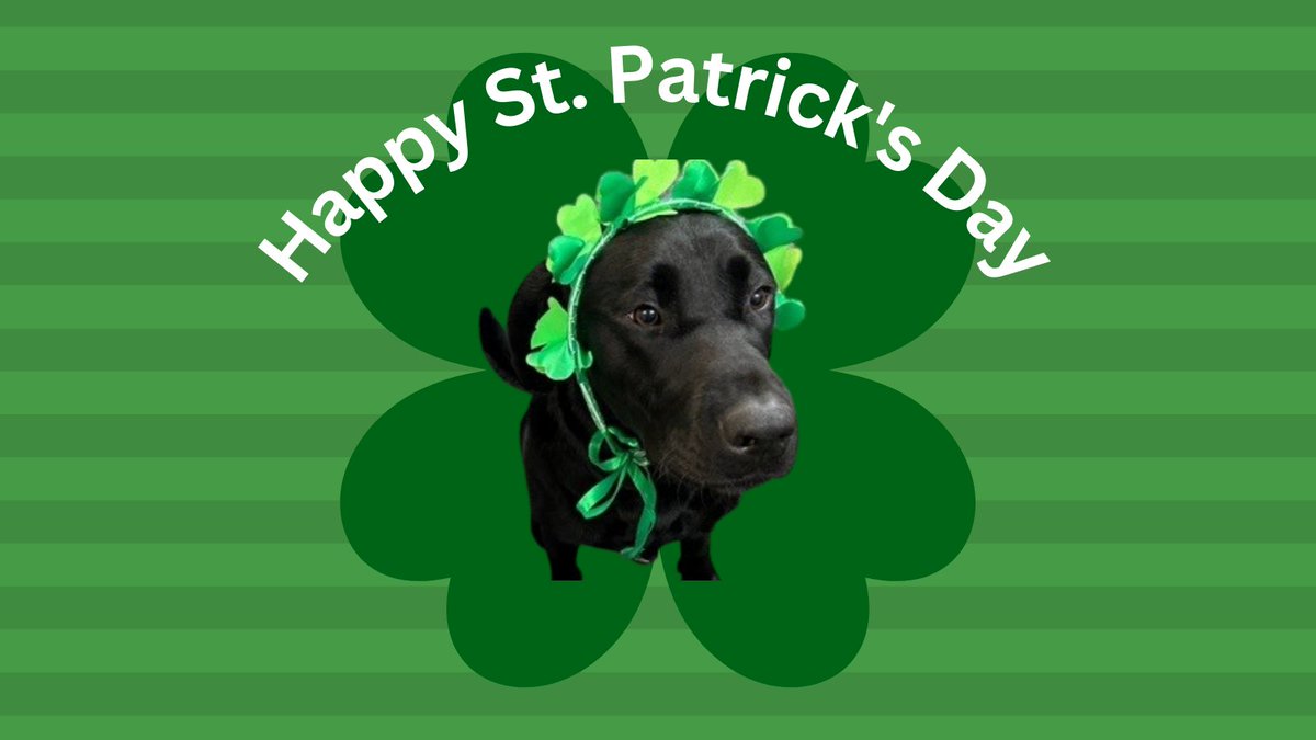 NEADSdogs's tweet photo. We're lucky to work with incredible Service Dogs In Training -like Bobby, who is proudly rocking his Irish today! ☘️🐾☘️🐾☘️🐾☘️🐾#WorldClassServiceDogs #stpatricksday #EveryonesIrish #FridayVibes https://t.co/QHo9PCfUqZ
