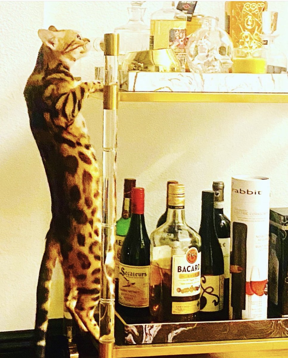 St. Gertrude the patron saint of cats is celebrated today as well as St Patrick’s Day. You can celebrate both!! Says Ripley!!