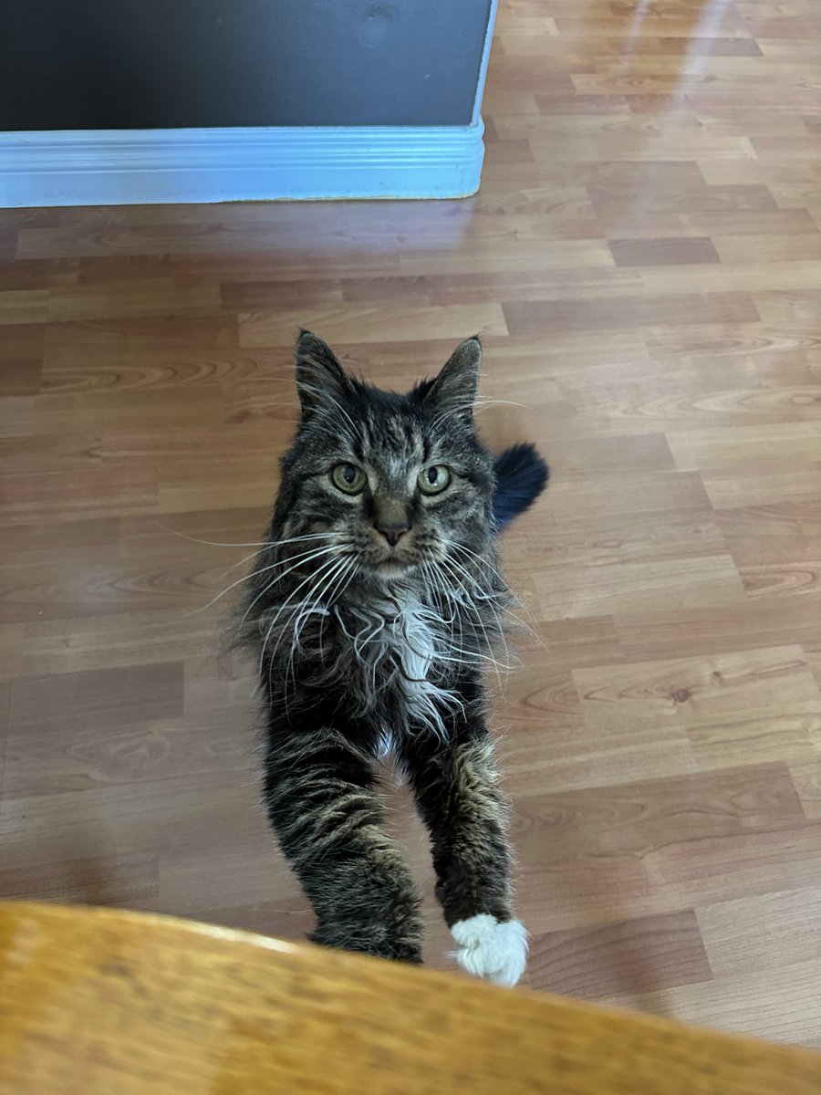 Tina27Twit's tweet image. Shylo can smell a ham sandwich 🥪 from a mile away 😸 #SpoiledCat