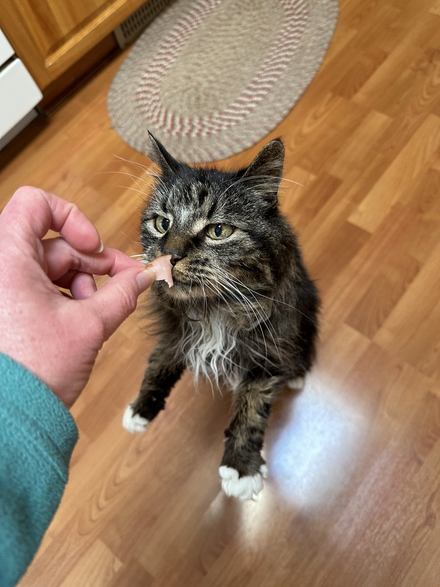 Tina27Twit's tweet image. Shylo can smell a ham sandwich 🥪 from a mile away 😸 #SpoiledCat