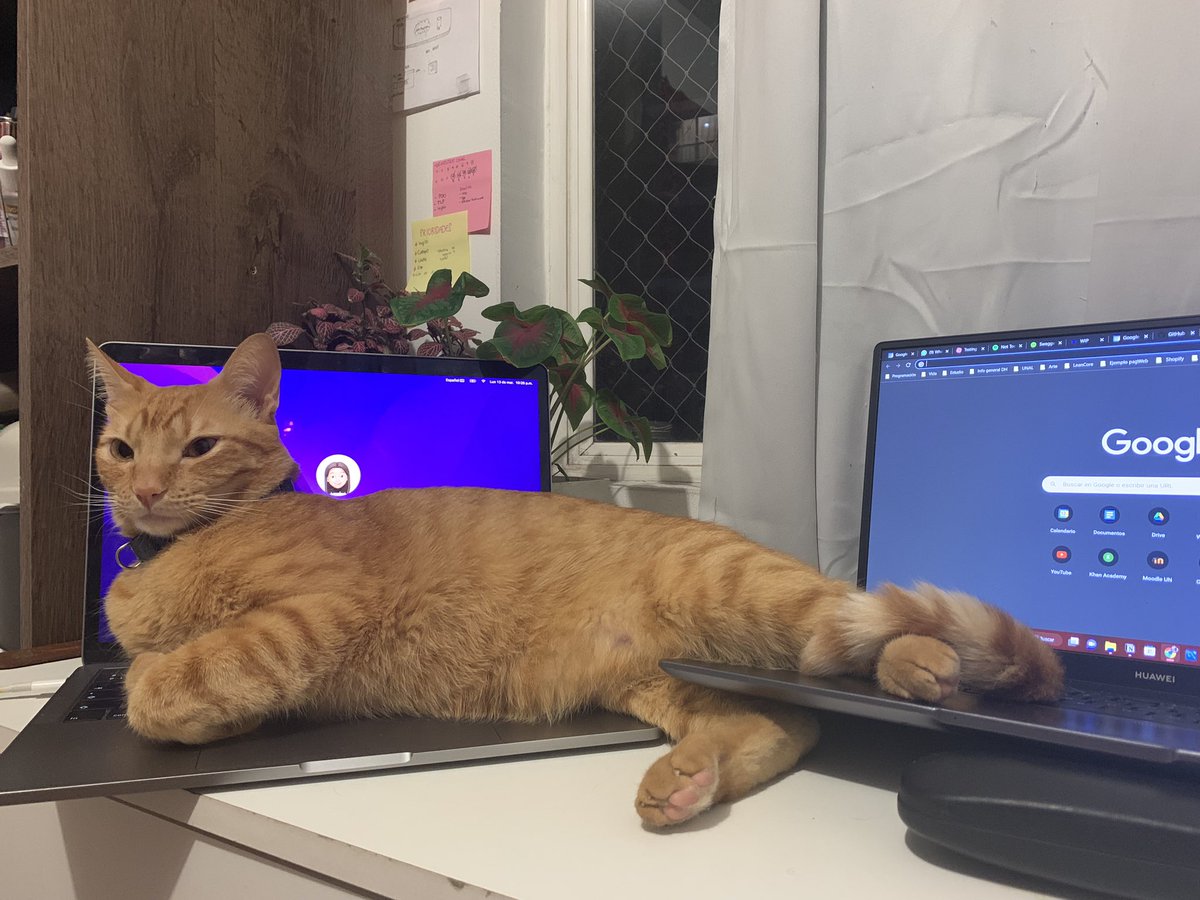 Mayafloyd_'s tweet photo. 🐈💻

#cat #laptopCat https://t.co/ABk3nFQU9R