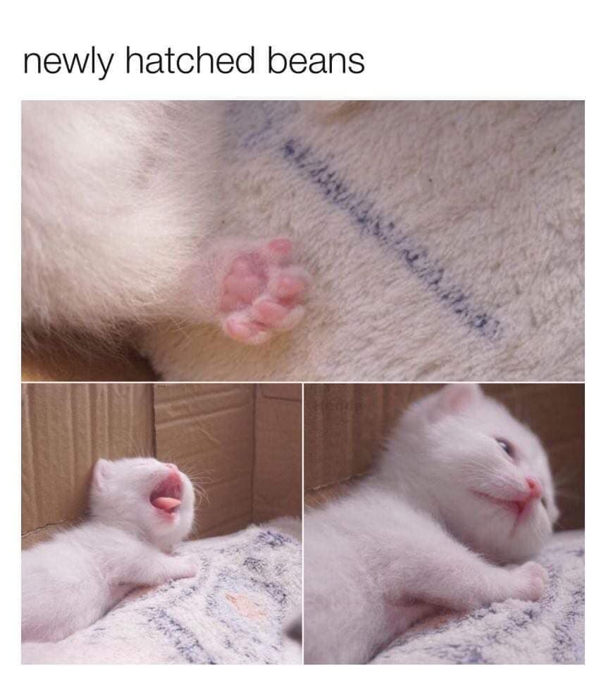 CATBRAINCELL's tweet photo. https://t.co/WnJk8CZKlZ