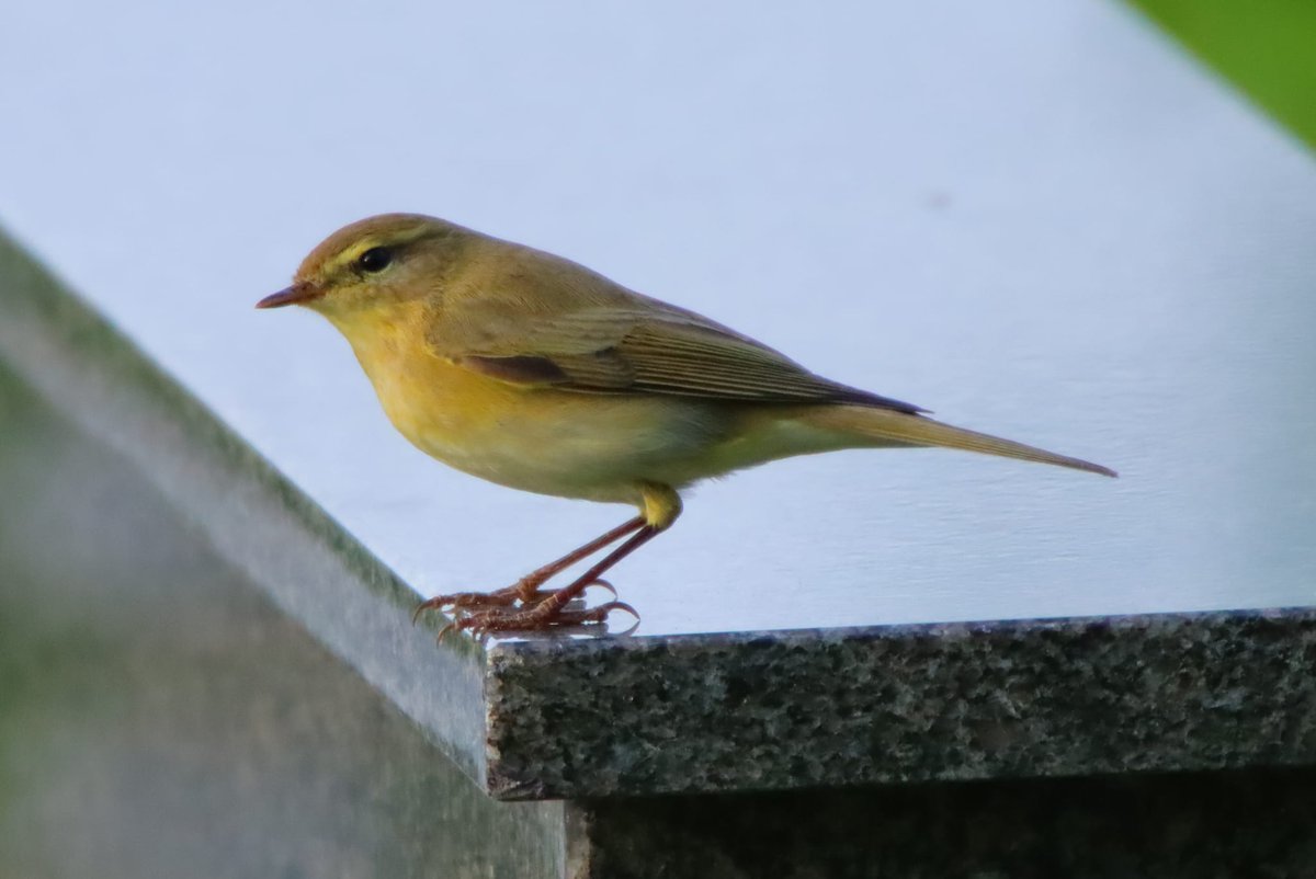 Willow warbler by Christian Fortuna at the Cemetery #Gibraltar #BirdsSeenIn2023 @gonhsgib @BirdingRasta #birdPhotography #birdwatching @GibraltarBirds @_BTO @Natures_Voice #TwitterNatureCommunity @Britnatureguide @GibReserve