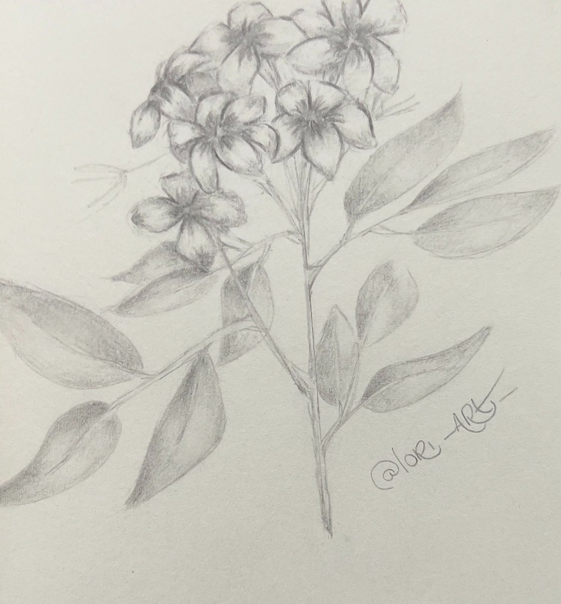 dess_space's tweet photo. Jazmín
#floral #floraldrawing #botanical #botanicalart #botanicalillustration #botanicalartist #botanicalsketch #botanicaldrawing #floralillustration #sketch #sketching #sketchbook #art #artgallery #artist #ilustration #spring #draw #drawing #drawthisinyourstyle #artoftheday https://t.co/oVaJxxusAa