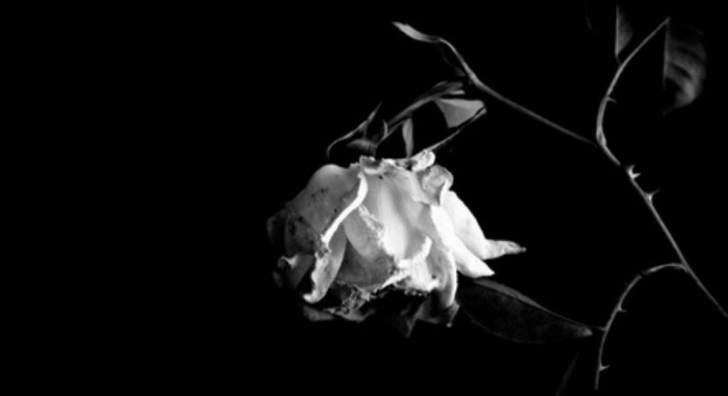 wan57867164's tweet photo. "Todas las cosas fingidas caen como flores secas; no hay falsedad que tenga larga vida."

Marco Tulio Cicerón https://t.co/c6bkUhwSQP