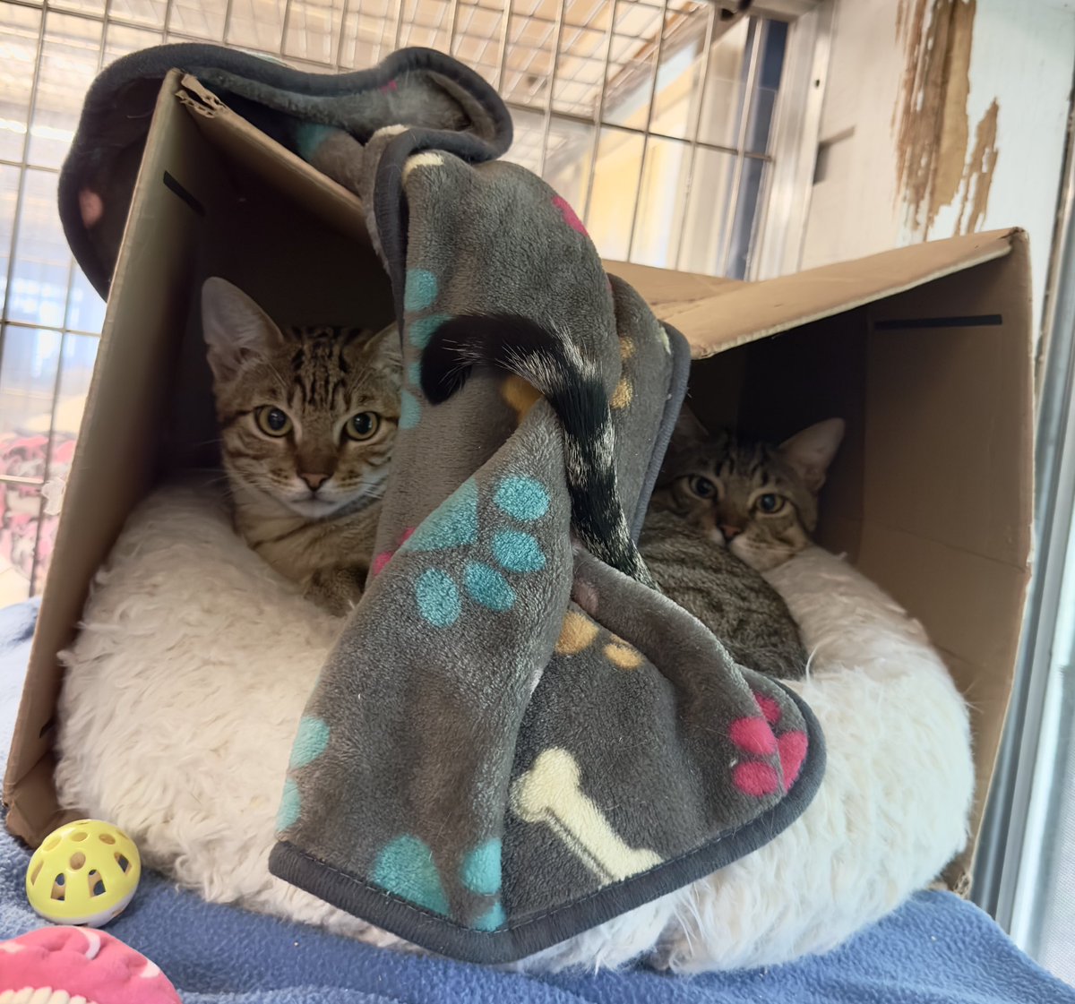 Austin residents during #SXSW

#TXHH #CatTwitter