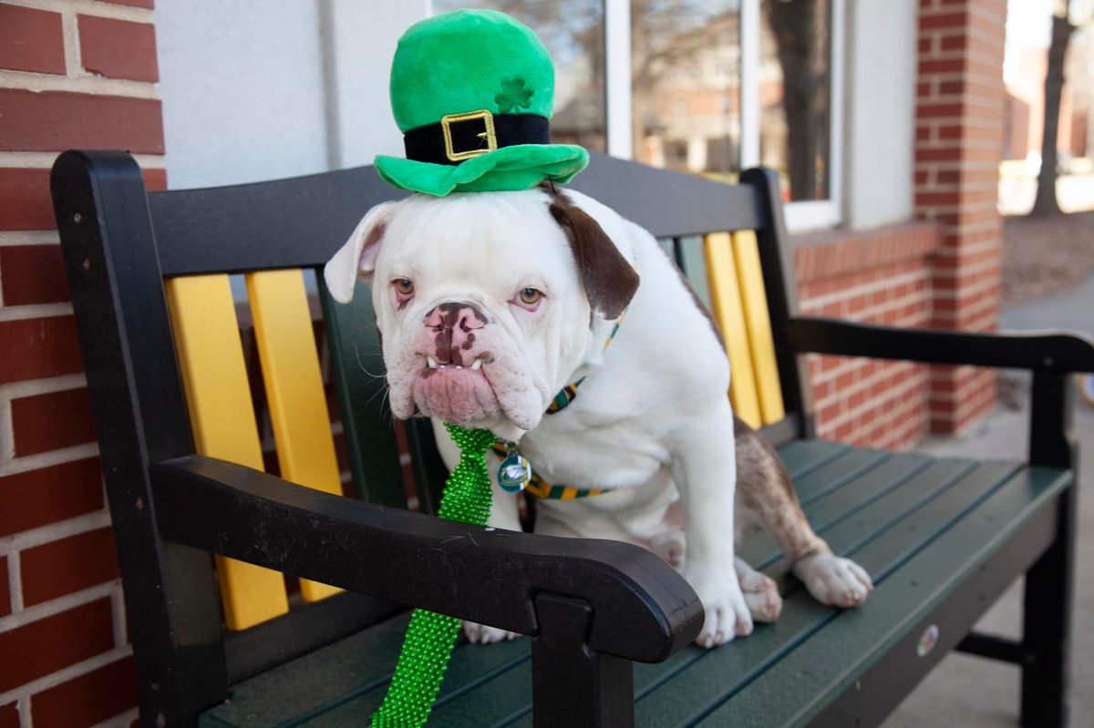 SamStrasner's tweet photo. Bringing back #MeanMuggin for #StPatricksDay2023. #ATUJerry #SoTough https://t.co/em4MjXEnDb