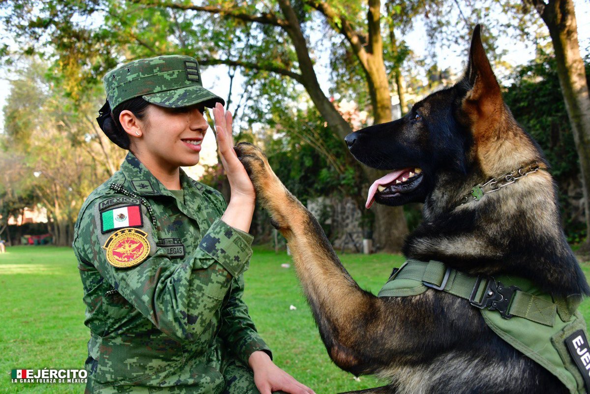 ¡El mejor trabajo es aquel que se hace en equipo! #EjércitoMexicano y #FuerzaAéreaMx #Roko #BinomioCanófilo #AgrupamientoProteo #Perritos