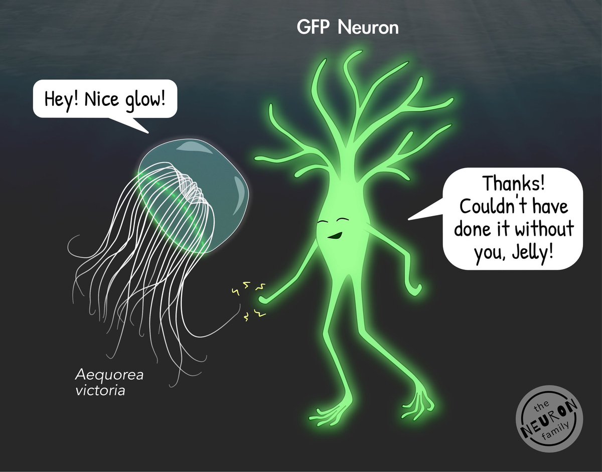 Happy #FluorescentFriday from GFP neuron!