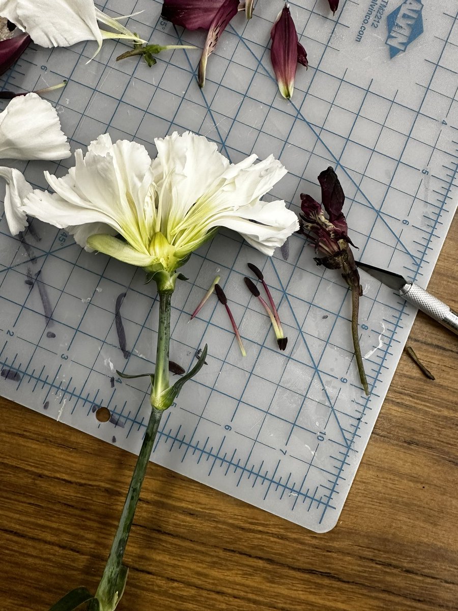 Flower Dissection in our 7th grade Horticultural Unit.