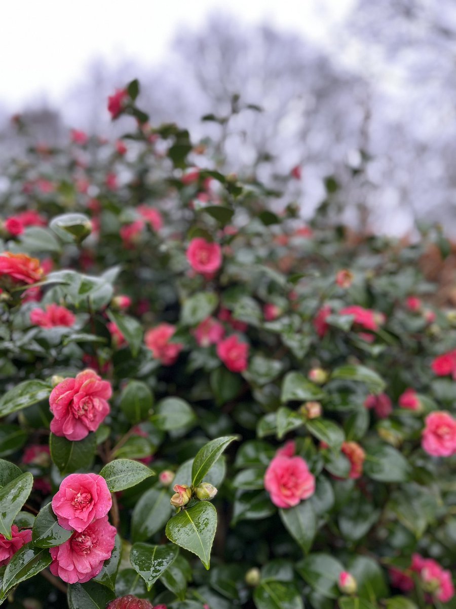 InspiredByKate's tweet photo. The elegance of the layered look.

Friday soaking. 

The gardens look amazing though. https://t.co/y5gpVhrmZA