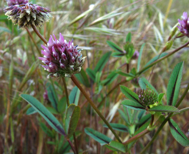 Happy #StPatrickDay! If you're looking for a lucky clover, the native Trifolium of the West Coast fits the bill. Widely overlooked and underappreciated, Trifolium ciliolatum, or foothill clover, are well adapted to fire, flooding, poor soils, and other tough conditions☘️💚