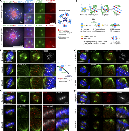 PP6 regulation of Aurora A–TPX2 limits NDC80 phosphorylation and mitotic spindle size, say Tomoaki Sobajima <a href="/tomogolgier/">Tomogotchi, PhD</a>, Katarzyna M. Kowalczyk, Stefanos Skylakakis, Francis Barr et al. <a href="/BiochemOxford/">Department of Biochemistry at Oxford University</a> bit.ly/3ZC3FH3
<a href="/EmileRoberts97/">Emile Roberts</a> <a href="/DanHaywardPhD/">Dan Hayward</a> 
#mitosis #kinetochores