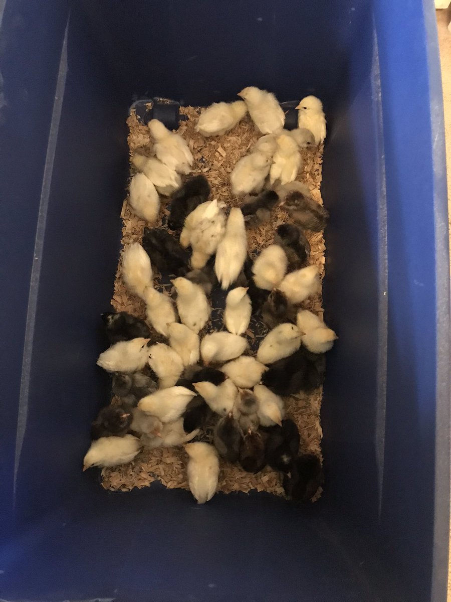 Glenna Elrod/ I’m A Crazy Homesteader tweet media