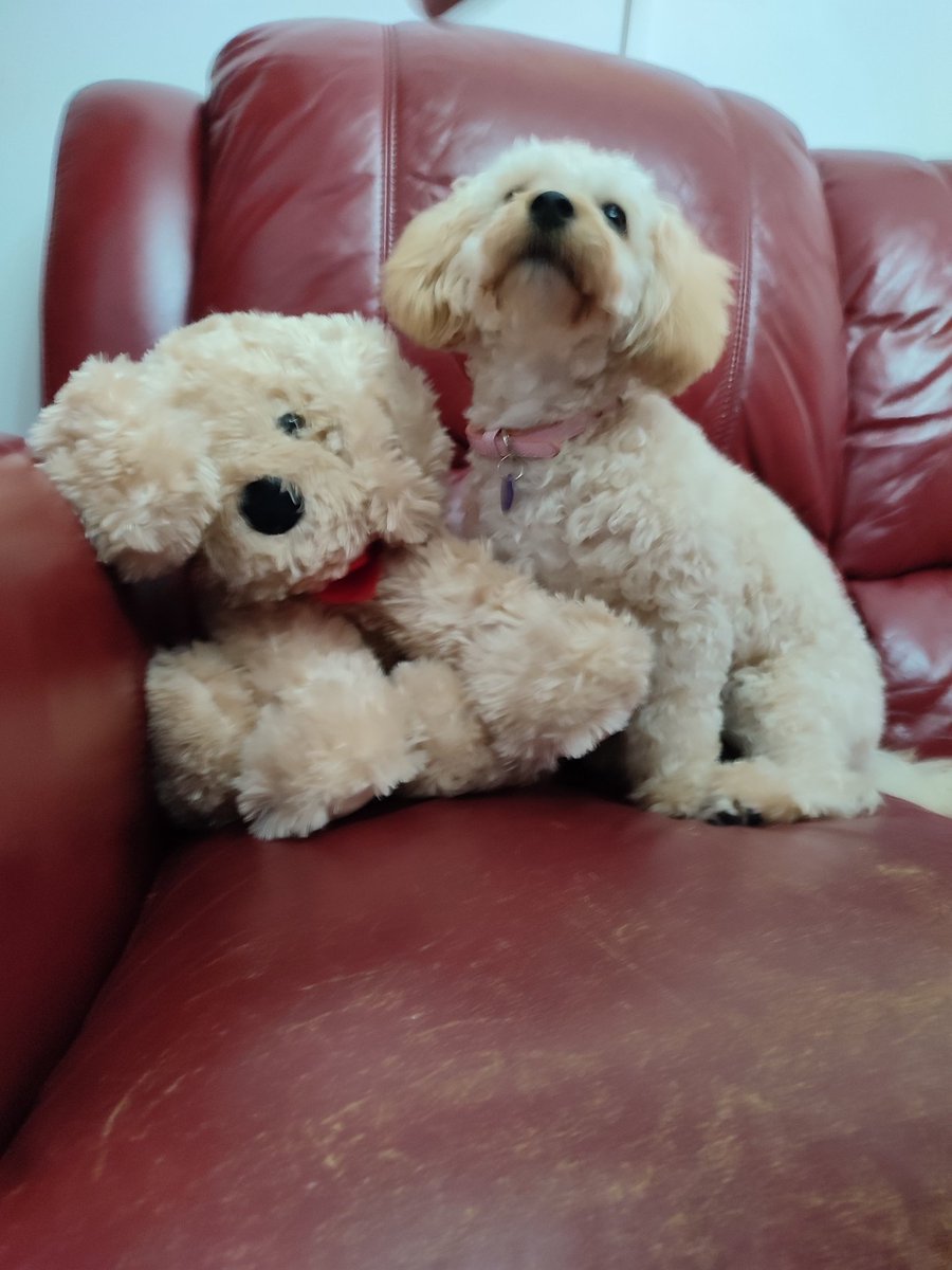 KJon88's tweet image. Spot which one is the Flopsy 😍😍😍 #cavapoochon #flopsythedog #puppiesoftwitter #welshpuppies