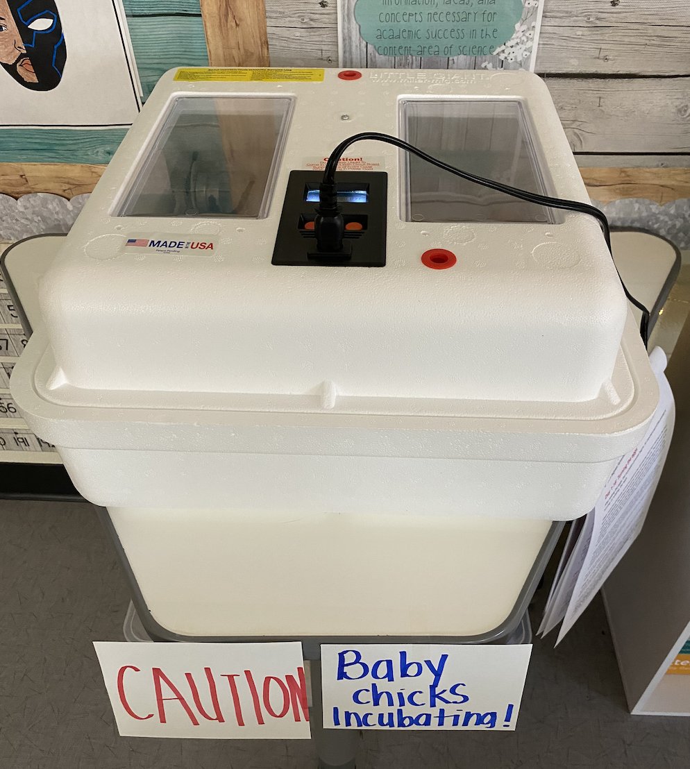 MrsLP_tce's tweet photo. "Chick" out what's happening in our @Tigers_TCE ESOL classroom thanks to @GSAthleticsAPEX and the Extra Yard Grant for teachers! Our "egg"cellent project is underway! #ITeachESOL https://t.co/oL5IEFP6AR
