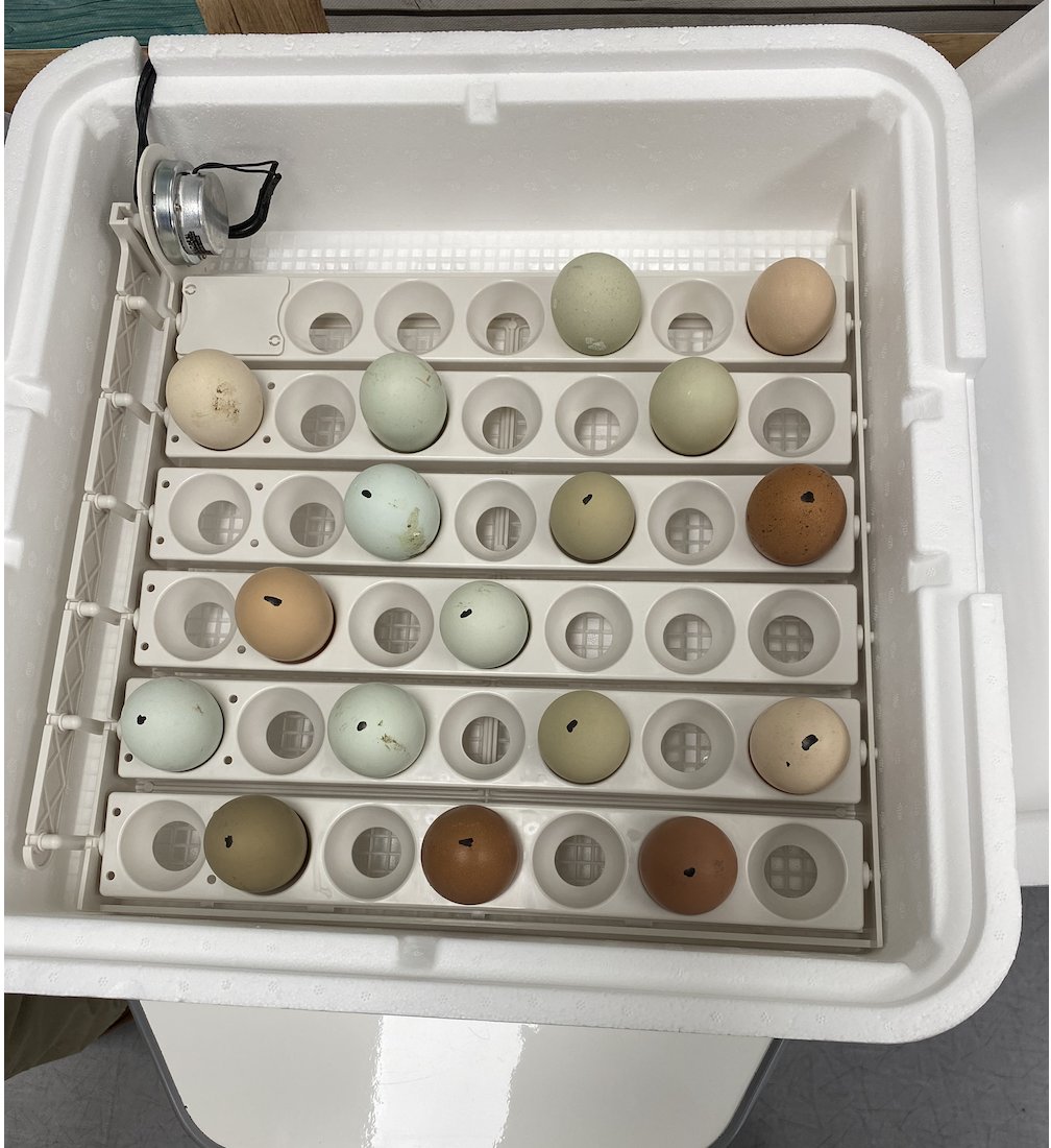 MrsLP_tce's tweet photo. "Chick" out what's happening in our @Tigers_TCE ESOL classroom thanks to @GSAthleticsAPEX and the Extra Yard Grant for teachers! Our "egg"cellent project is underway! #ITeachESOL https://t.co/oL5IEFP6AR