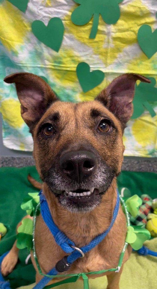 kyhumane's tweet photo. Our gal Dawn is prettier than a sunrise, and sweeter than a latte in the morning. Dawn is loyal and loving, but would prefer to go into a home where she's the only pup. Her big, goofy smile and snuggly ways stole our hearts in mere minutes! Stop by to meet her at our East Campus! https://t.co/mJhURA92SK