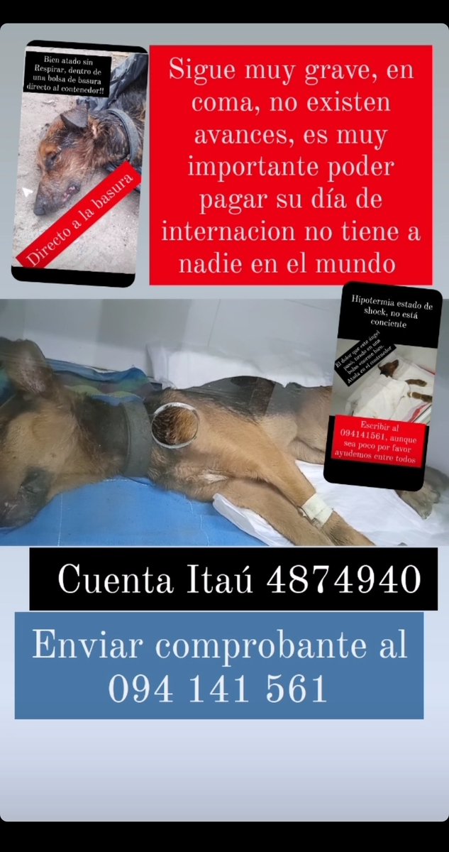 Maria Quiroga (@mariperritos2) on Twitter photo 