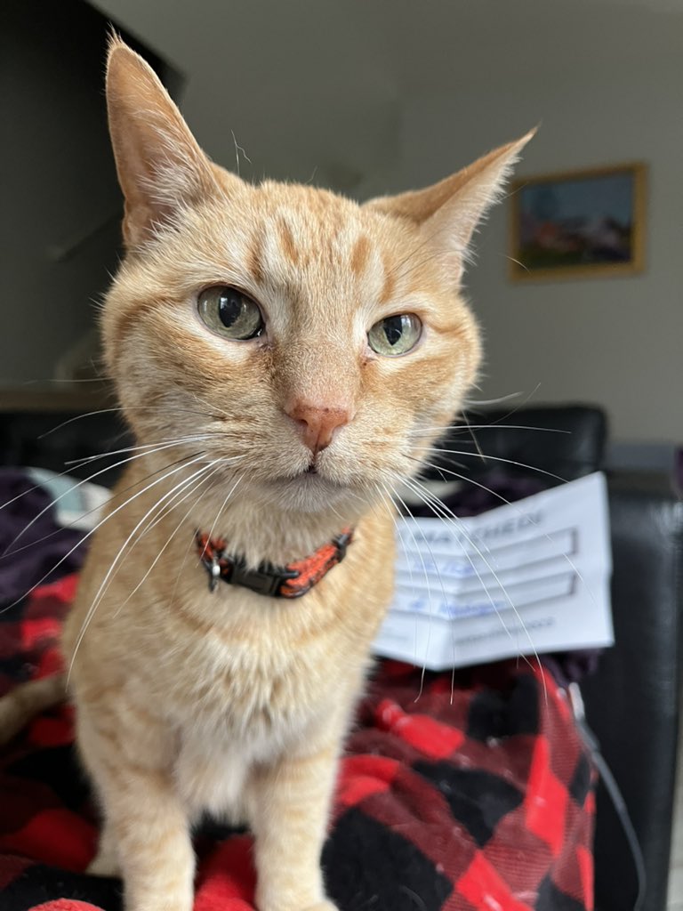 ChavanMD's tweet image. Celebration pic!! This lil guy and I are headed to Ann Arbor! Excited to have matched at @UMichRadiology 🥳🎉☘️ Thank you to all the friends, family, teachers, and mentors who got me to this point 💚 #Match2023