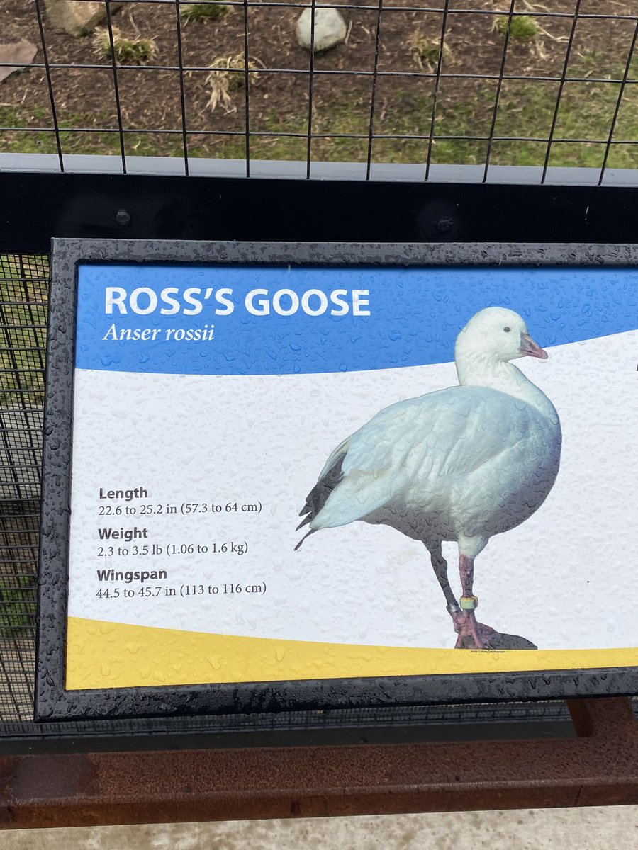 somanyproblems3's tweet image. At the Smithsonian Zoo @MyPalRoss