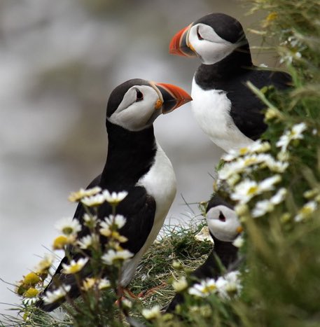 Back on the cliffs at Bempton <a href="/RSPBEngland/">RSPB England</a>