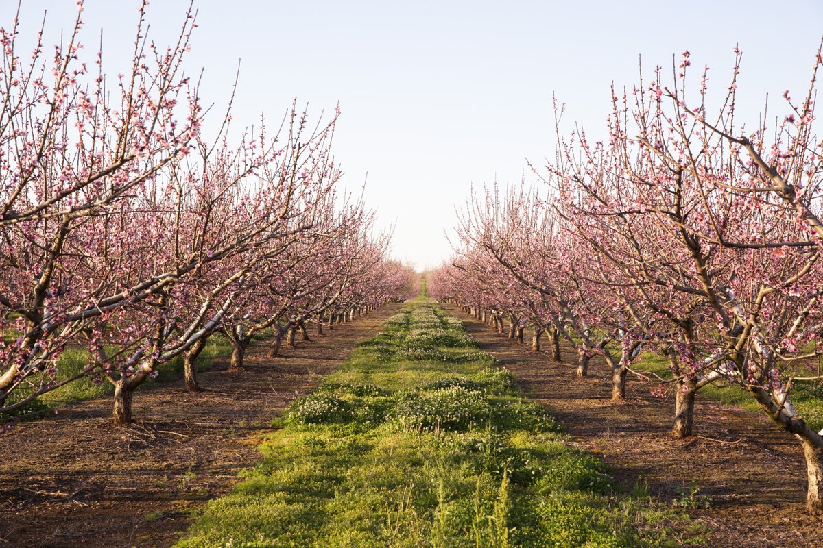 Pearson Farm tweet media