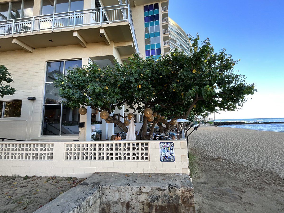 hawaii_isla808's tweet photo. Good morning! 🥐☕️Hau Tree from Kaimana Beach Hotel #waikiki #kaimanabeachhotel #hautree https://t.co/7rB4Jrkm1S