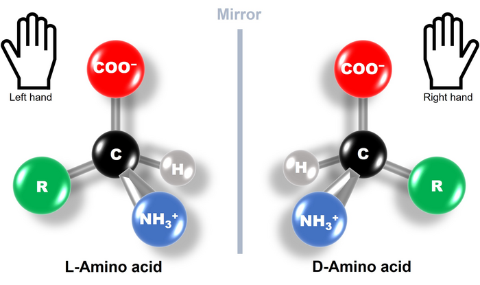 astrobiology's tweet image. Solving The Mystery Of Left-handed Amino Acids In Primordial RNA Reactions
astrobiology.com/2023/03/solvin… #Astrobiology #Astrochemistry #LPSC2023