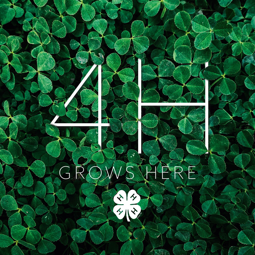 ACFairFest's tweet photo. We're lucky to have our local 4-H be a part of Fairfest! Find out how to get involved here: https://t.co/FXAjksXoci https://t.co/GxV18vHTcg