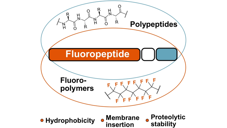 Introducing Aliphatic Fluoropeptides: Perspectives on Folding Properties, Membrane Partition and Proteolytic Stability (Koksch) <a href="/KokschGroup/">Koksch Group</a>, <a href="/hohmann_t/">Thomas H.</a>, @SuvratChowdhary #OpenAccess onlinelibrary.wiley.com/doi/10.1002/ch…
