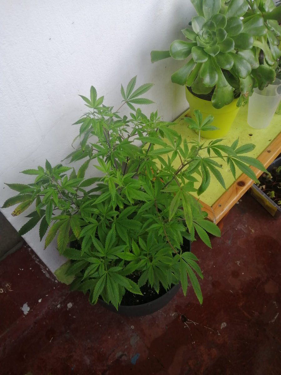 Le notáis algo raro a ésta planta 🙄🥰💚🌱
#NamoradaDeElas #LocurasQueFago  #womenincannabis #autocultivo  #Mmemberville