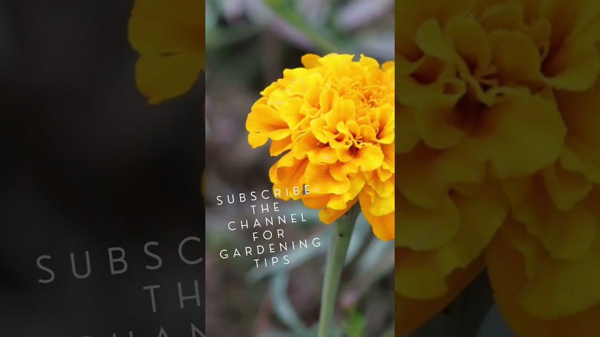 AllForGardening's tweet image. Gardening #Tips
 
#FlowerTips #FruitTips #GardenTips #GardenerTips #GardeningTips
 
allforgardening.com/421009/gardeni…