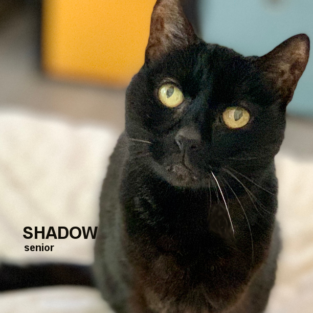 BLACK CAT FRIDAY! Shadow (a.k.a. Cranky Cat) is 18 years 2 months-old and is generally a sweet, quiet senior who spends most of her time sleeping. But if there’s food involved, she’s a bit cranky with the others. #snapcats #specialneedscats #snap_cats #lukiehouse #seniorcats