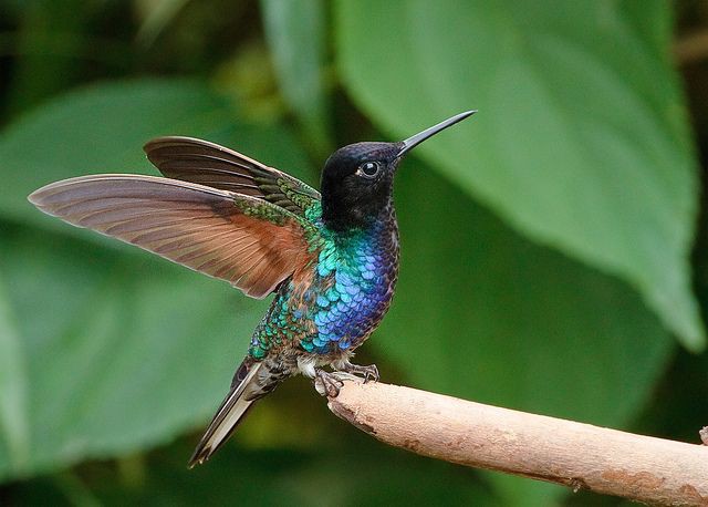 You are beautiful in every situation.
Loves for hummingbird. 
#wildlifelovers 
#BirdsOfTwitter
