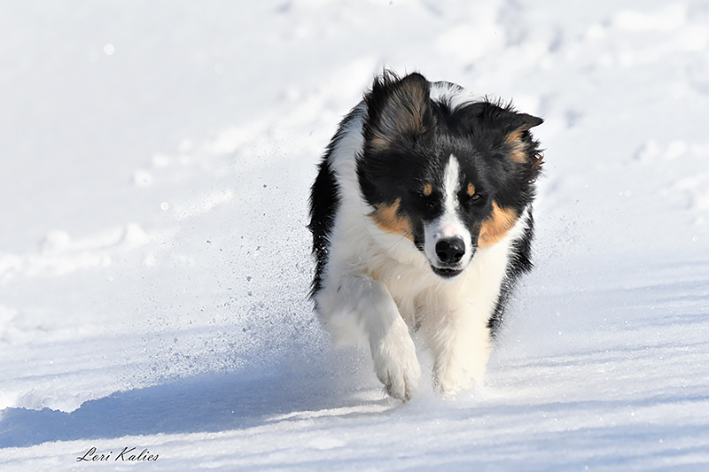 AussieShepLover's tweet photo. 🐾💖😎 Aussie Photo of the Day!
Submit your BEST Aussie photos:
https://t.co/EhdRQJmcMz

Get the Guide To Australian Shepherd Training &amp; Care Ebook:
https://t.co/RFkFLsJmVH

Photo: Lori Kalies - Aussie: Tillie

#australianshepherd #aussie #dogs #dogphotography #aussielover https://t.co/vtJsO6OObm