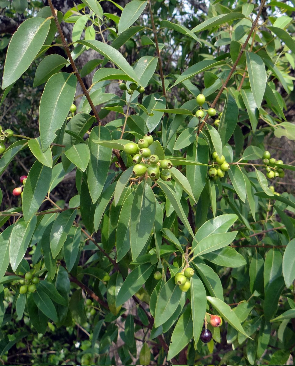 DThomas_Owner's tweet photo. Indian sandalwood oil is perhaps the single most long-lasting natural ingredient in perfumery. It smells creamy, soft, and woody. https://t.co/cTgIHIgyaV