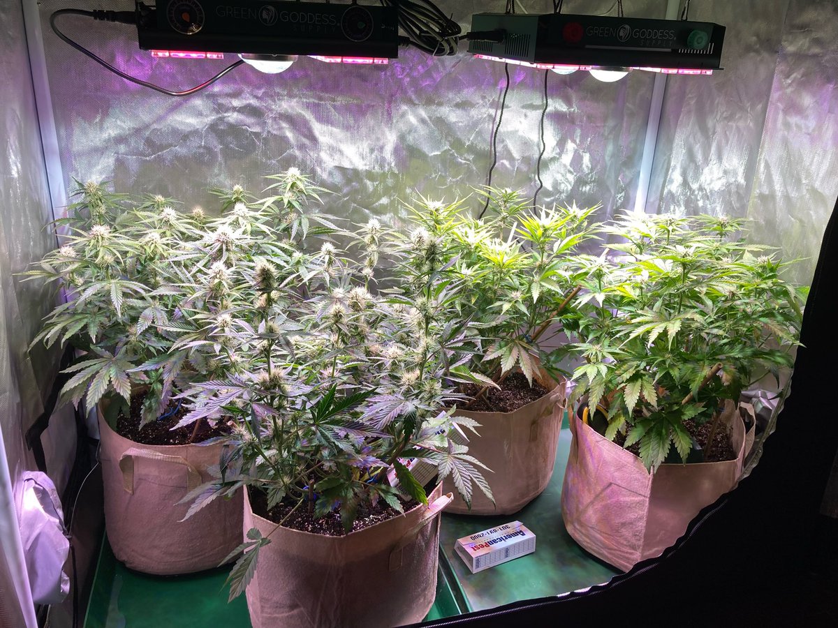 Growing inside the ATS-42 Grow Tent Kit. 😍 

greengoddesssupply.com/products/4x2-g…

#growtent #growyourown #homegrow #cannabisculture #womengrow #growlife #smokeweed #stonerfam #grower #igrowcannabis #indoorgardening #indoorfarming #growninsoil #weedmob #stoner #growkit #growlight #ledlight