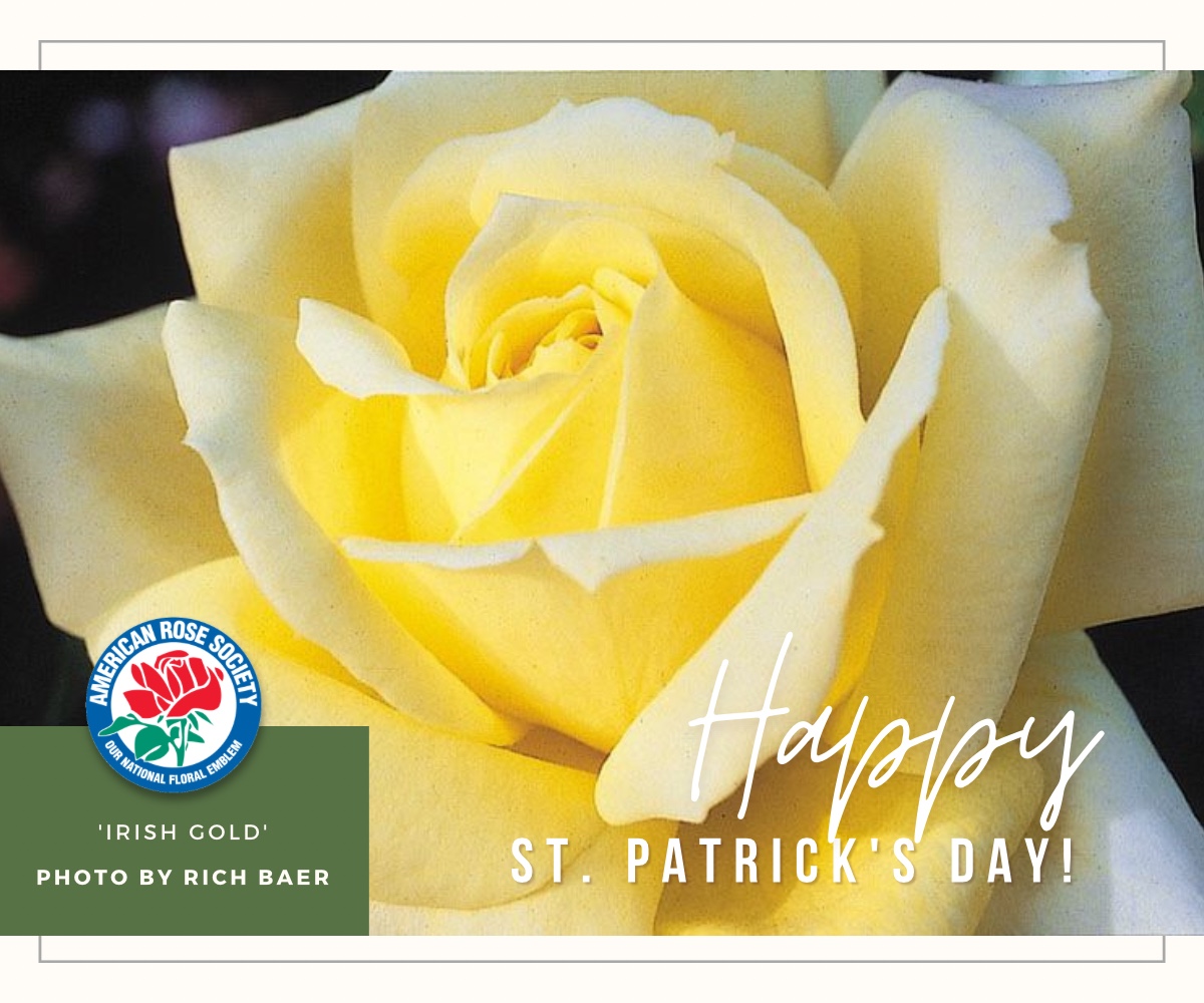 Happy St. Patrick’s Day from the American Rose Society! 🍀🍀🍀