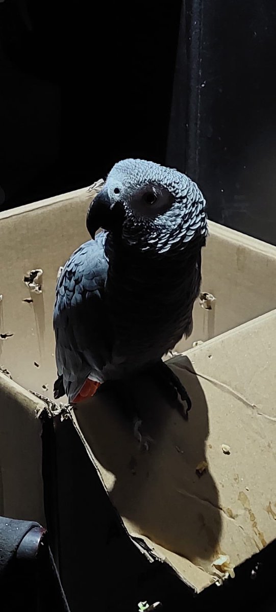 mruiza's tweet photo. Si ud perdió un Loro Yaco en Las Condes. Su lorito está en el Tip y Tap de Las Condes con Pamplona. Como tiene anillo se le entregará sólo al dueño con su certificado.  Hablar con Alejandro!! Favor RT #loroyaco #lorogris https://t.co/Xta4SVA54e