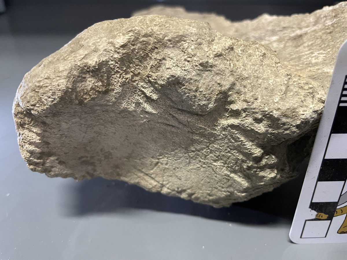 MaxMastodon's tweet photo. This #mastodon died 50,000 years ago, and then the rats got him!
Pacific mastodon partial ulna (forearm) with numerous rodent gnaw marks, especially around the articular surface. Hemet, California, @WesternCenter collection. #FossilFriday #DailyMastodon #paleontology #fossil https://t.co/LChN8lx6y9