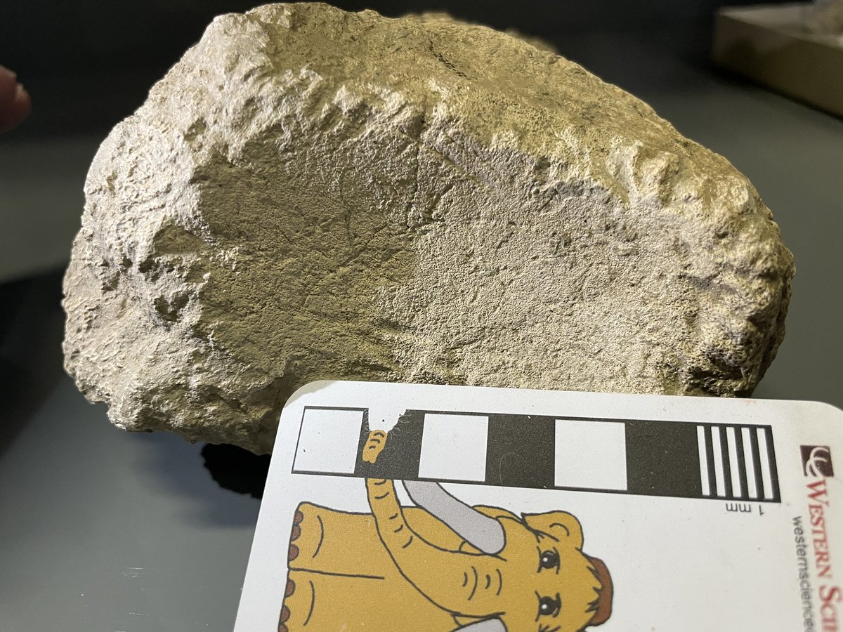 MaxMastodon's tweet photo. This #mastodon died 50,000 years ago, and then the rats got him!
Pacific mastodon partial ulna (forearm) with numerous rodent gnaw marks, especially around the articular surface. Hemet, California, @WesternCenter collection. #FossilFriday #DailyMastodon #paleontology #fossil https://t.co/LChN8lx6y9