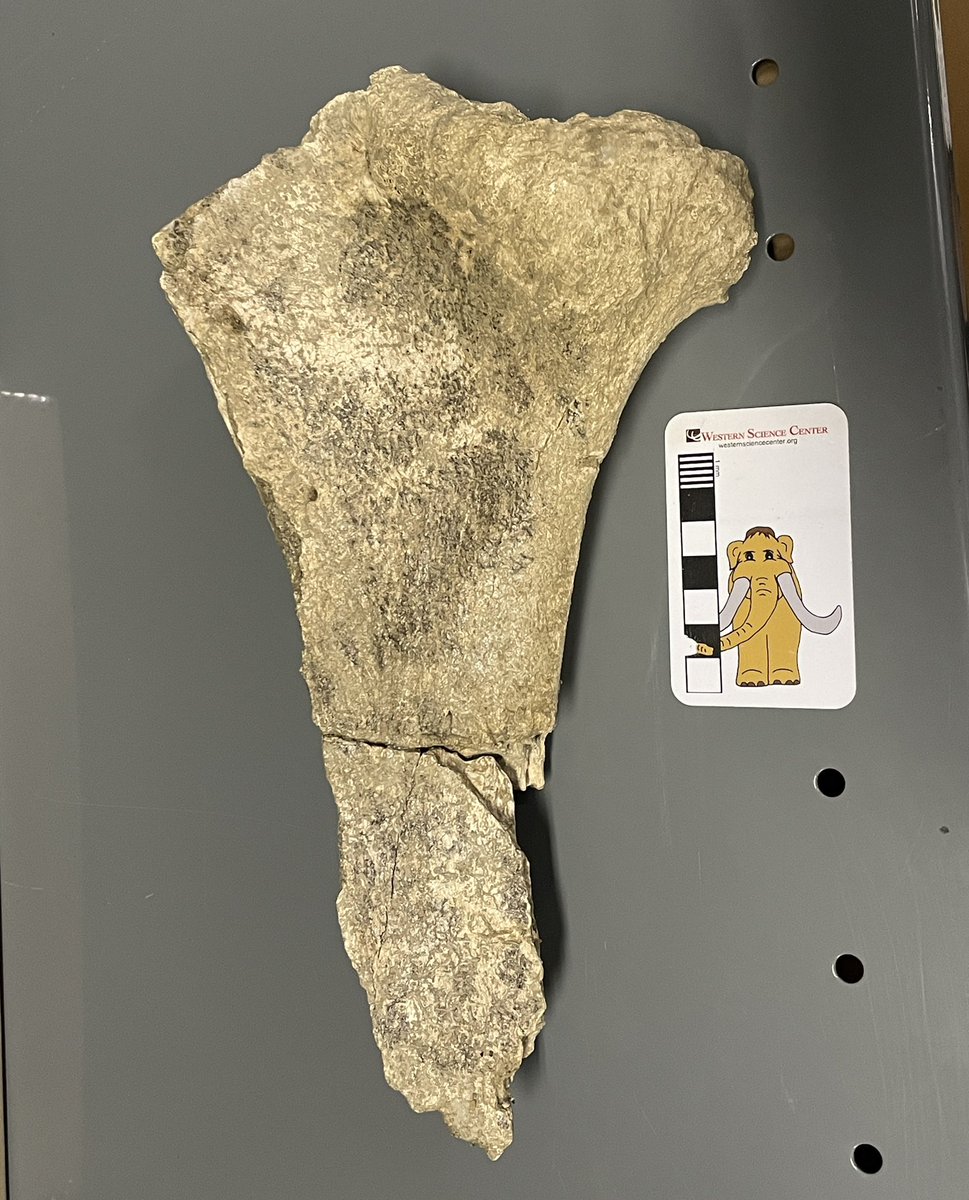 MaxMastodon's tweet photo. This #mastodon died 50,000 years ago, and then the rats got him!
Pacific mastodon partial ulna (forearm) with numerous rodent gnaw marks, especially around the articular surface. Hemet, California, @WesternCenter collection. #FossilFriday #DailyMastodon #paleontology #fossil https://t.co/LChN8lx6y9