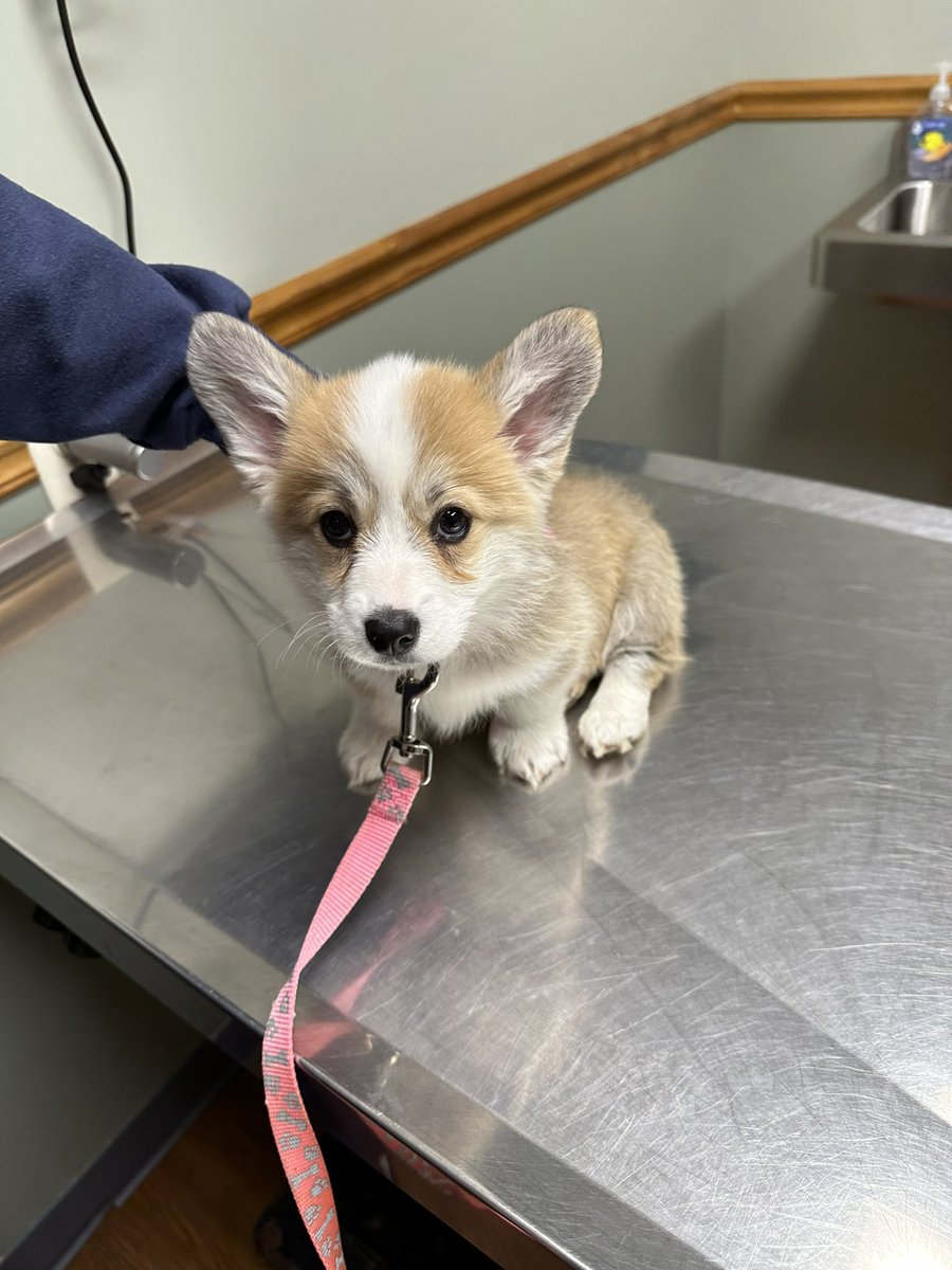 KyleeKupkake's tweet photo. We went to the vet and our Peachy girl is a whopping 4.5 pounds. She was so brave she is my hero 🥹 https://t.co/QnlPTojFTx