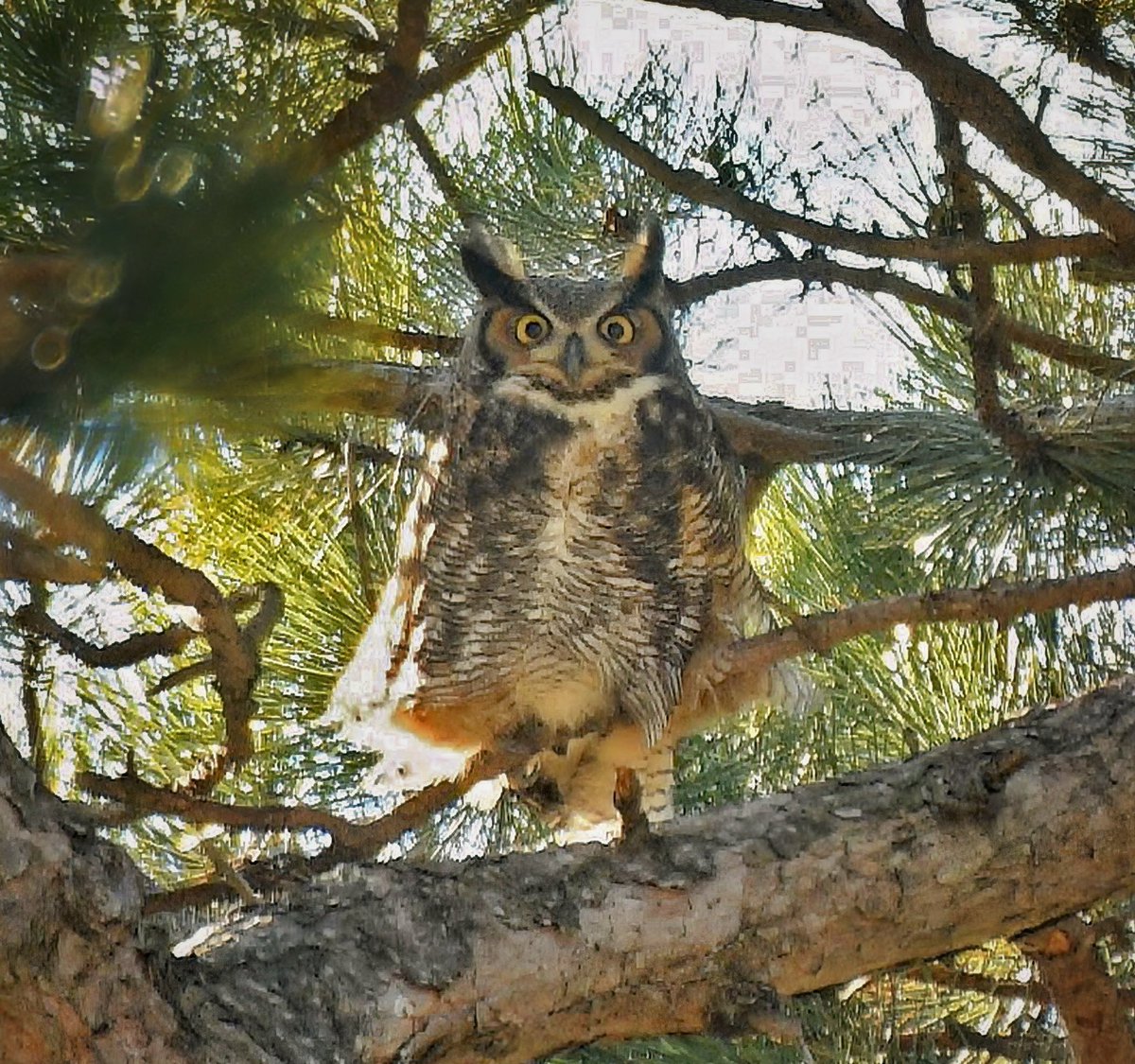 Manhattan Bird Alert tweet media