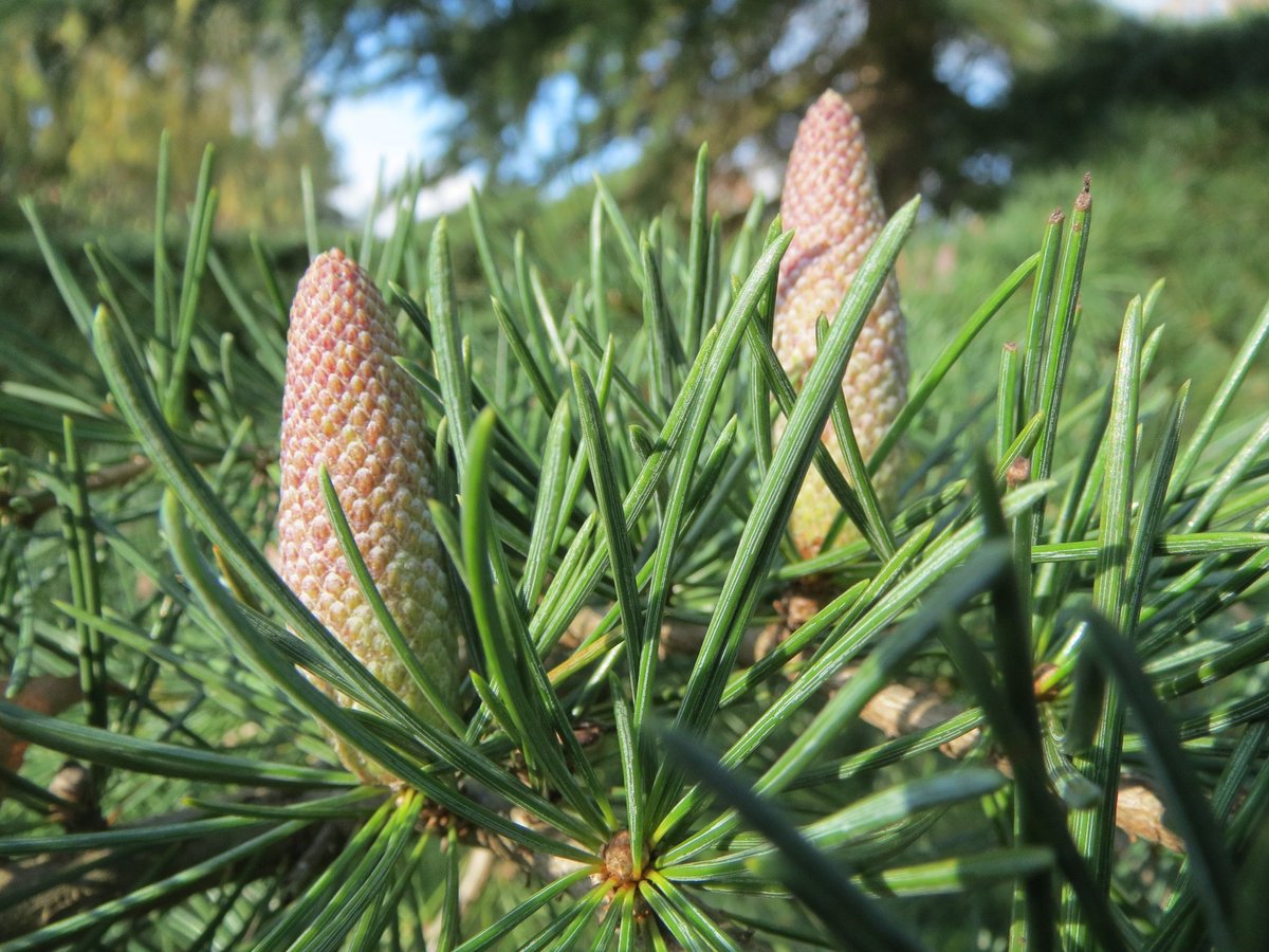 DThomas_Owner's tweet photo. Himalayan Cedar oil smells sweet and woody...in my opinion, it is one of those perfume ingredients that gets better with proper aging. https://t.co/aLexzOgH3N