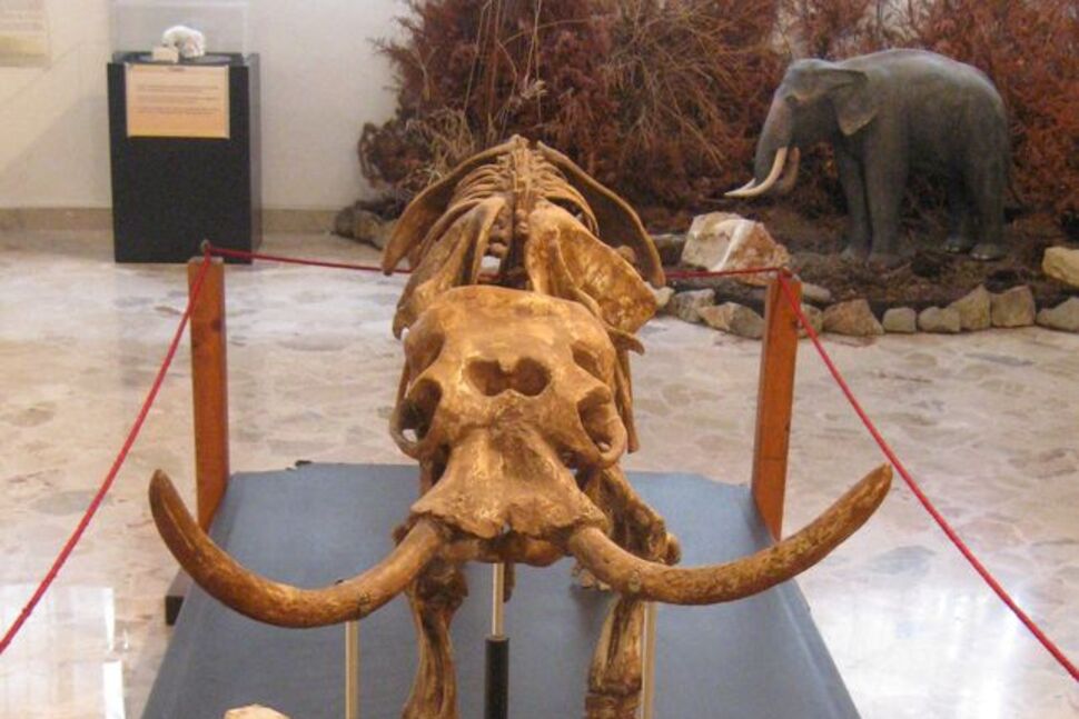 CaraSantaMaria's tweet photo. Dwarf elephants? Giant rats? Strange island creatures had high extinction risk, according to a new study. 

#IslandAnimals #Evolution #AnimalExtinction #History #IslandExtinction #Biodiversity 

https://t.co/5DsITwIDMR via @Reuters https://t.co/z4t38kyQ6u