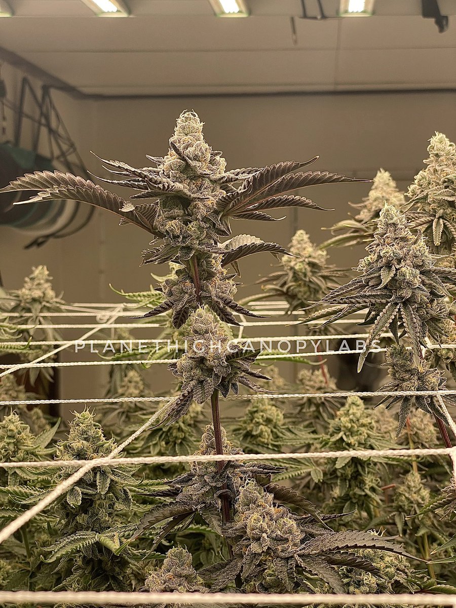Planet_Weed420's tweet photo. #exoticgenetix #ᴛʜᴄ #ᴛʜᴄthailand #grower #cannabisthailand #medicalmarijuan #sativa #indica #saumui #phuket #kohphangan #patong #ภูเก็ต #ป่าตอง #สมุย https://t.co/a7FRQCFqMb