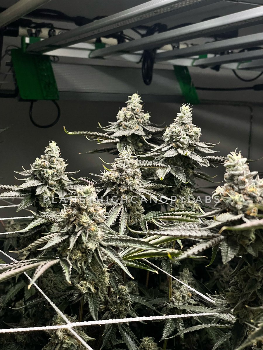 Planet_Weed420's tweet photo. #exoticgenetix #ᴛʜᴄ #ᴛʜᴄthailand #grower #cannabisthailand #medicalmarijuan #sativa #indica #saumui #phuket #kohphangan #patong #ภูเก็ต #ป่าตอง #สมุย https://t.co/a7FRQCFqMb